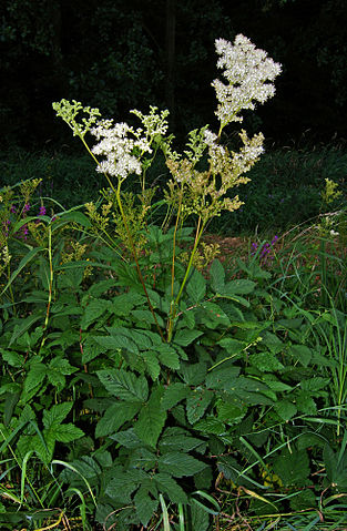 Filipendula ulmaria